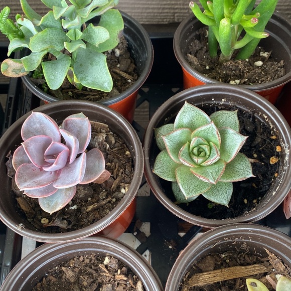 ❤️BOOKMARK🌟POSH AMBASSADOR🌟     Maria L - Picture 10 of 16